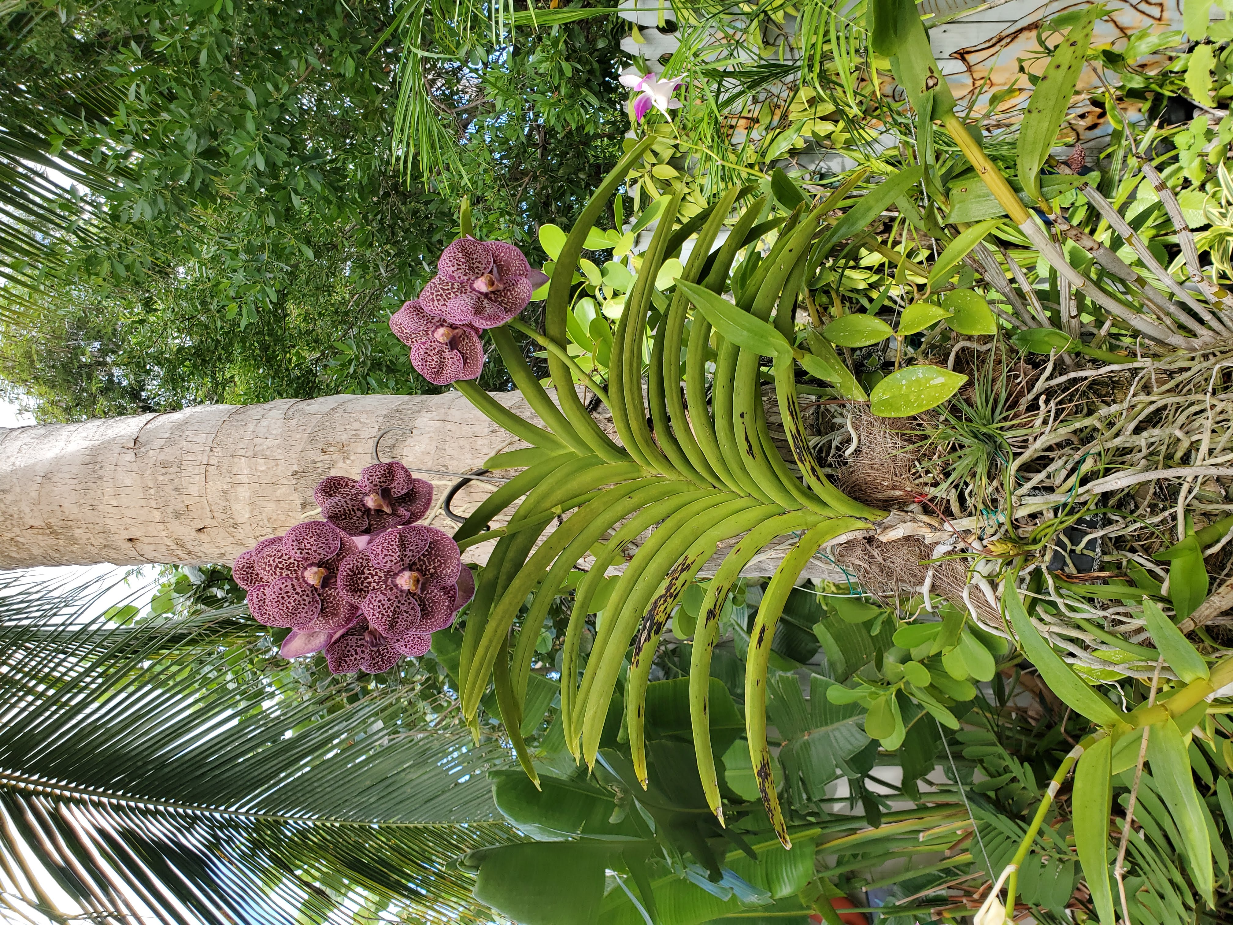 Beautiful Orchids Galore !